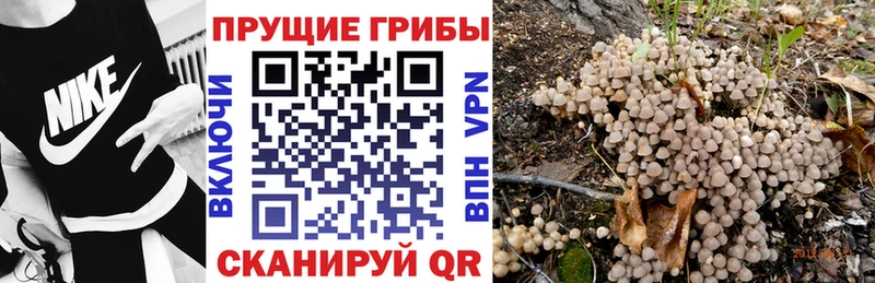 купить сайты Краснодар Псилоцибиновые грибы прущие грибы