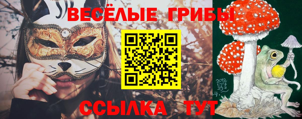 Псилоцибиновые грибы Psilocybine cubensis Краснодар